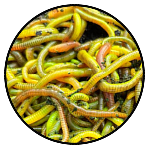 Fluo Worms Groot Natural