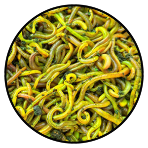 Fluo Worms Mix Scopex
